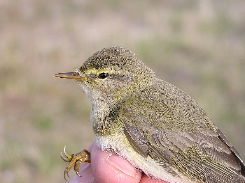 Chiffchaff, Sundre 20050509